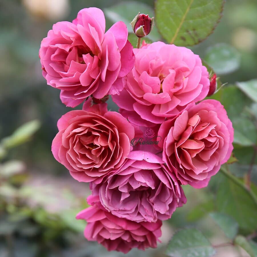 Cây hoa hồng Nhật Aoi rose - hồng bụi, hoa chùm