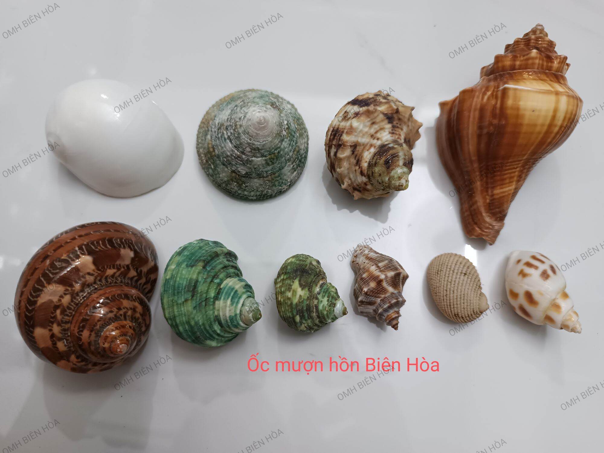 Bộ 10 vỏ ốc biển trang trí size baby đến l. omh biên hòa