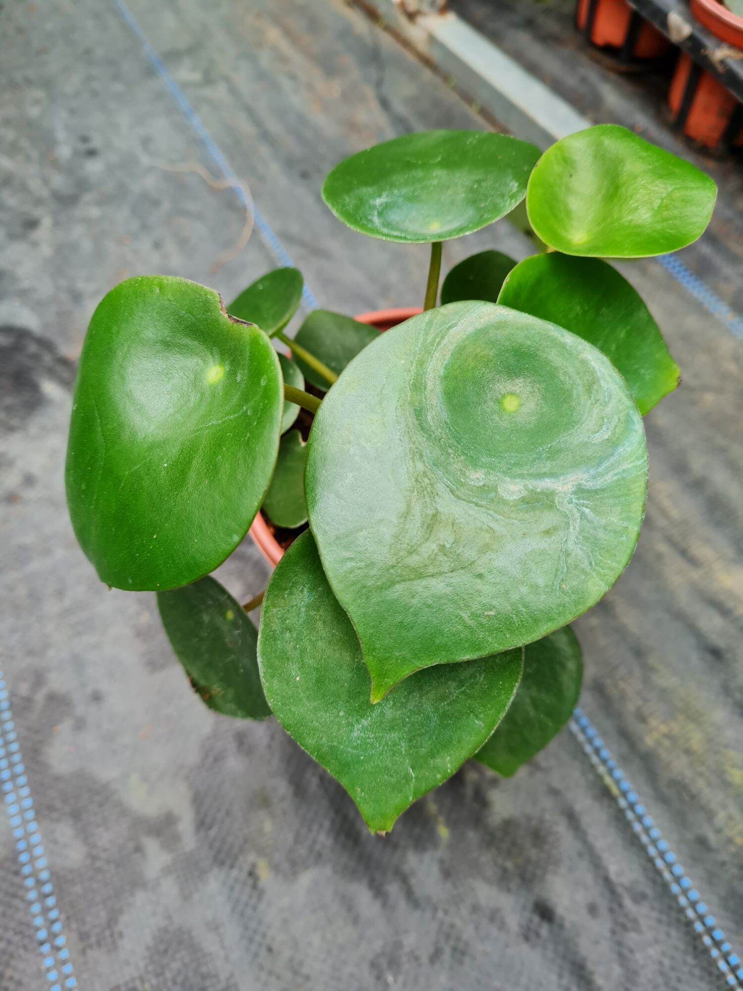 Cây cỏ gương