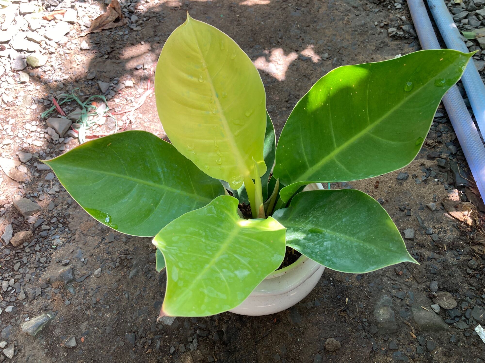 Đế vương vàng