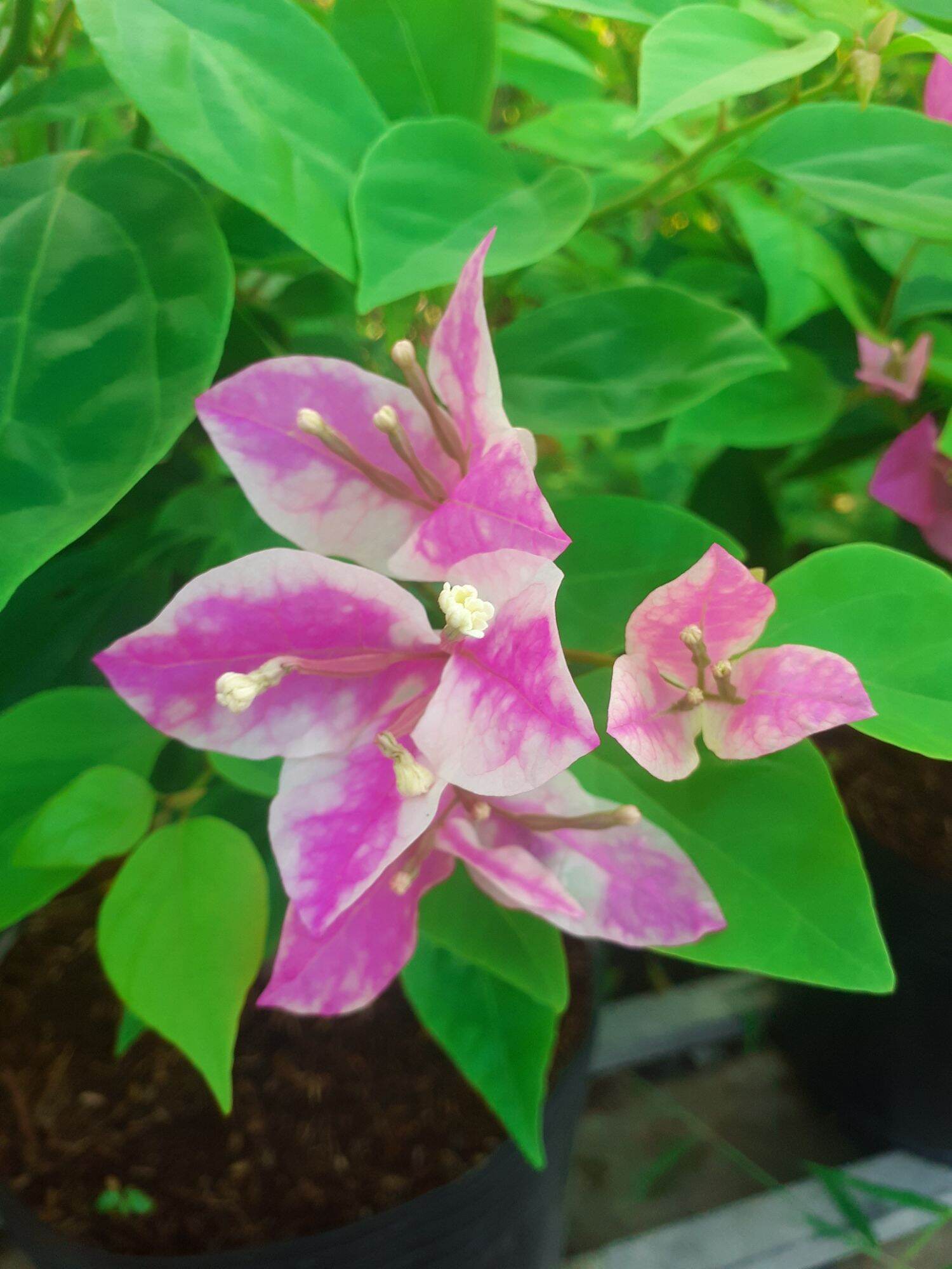 Cây hoa giấy Hồng Gân