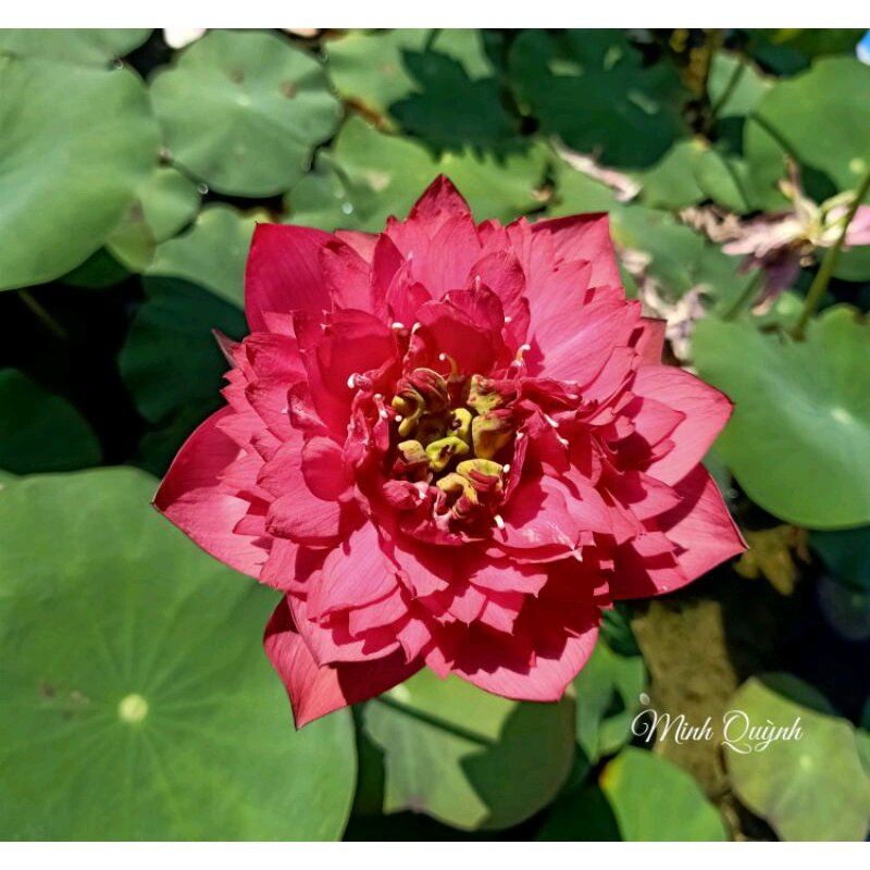 Củ sen Bát trân hồng
