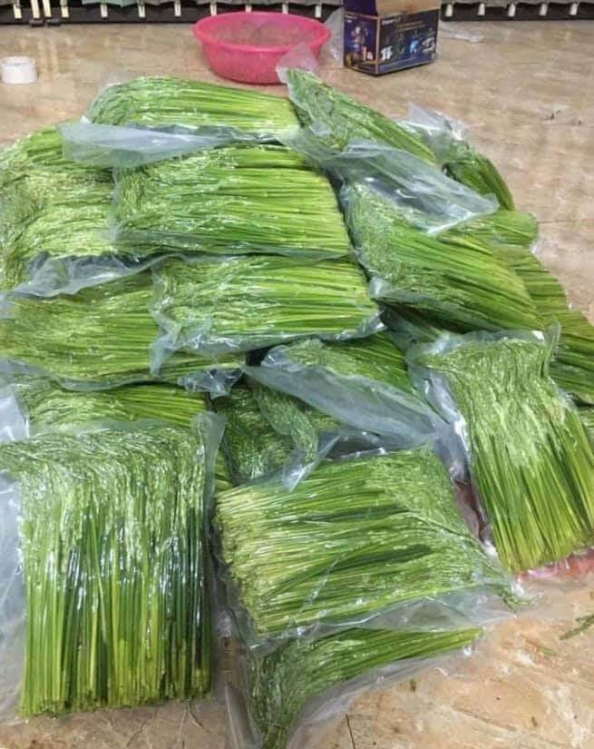 Đòng đòng nếp tây bắc ngâm rượu 1 kg