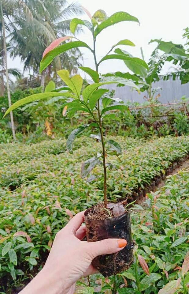 50 cây mai vàng con đầu mùa hàng tuyển