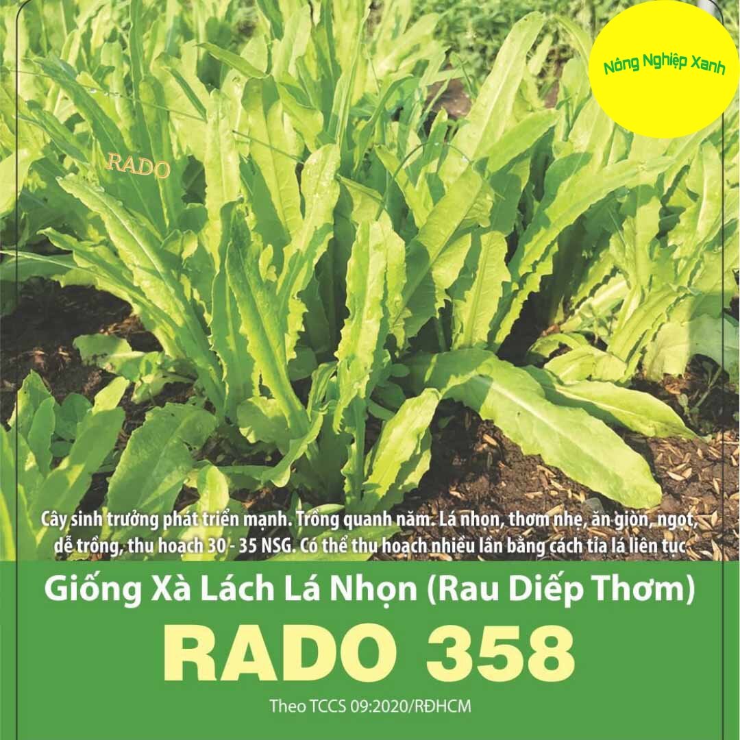 Hạt giống xà lách lá nhọn rado 358 dễ trồng