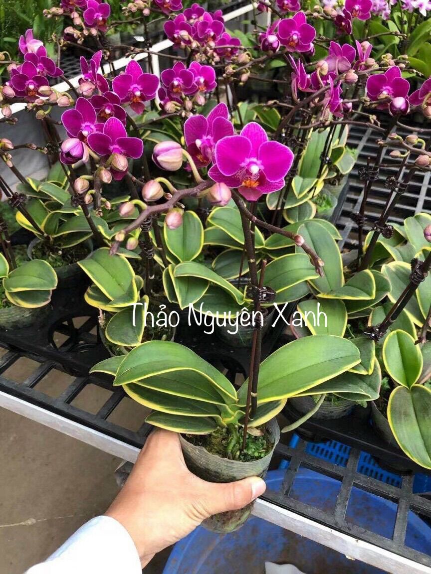 [HCM]Hồ Điệp Lá Biên Cây Trưởng Thành