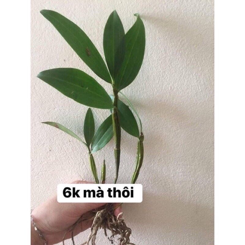 Hoa Lan Kiều Vàng(1 khóm)