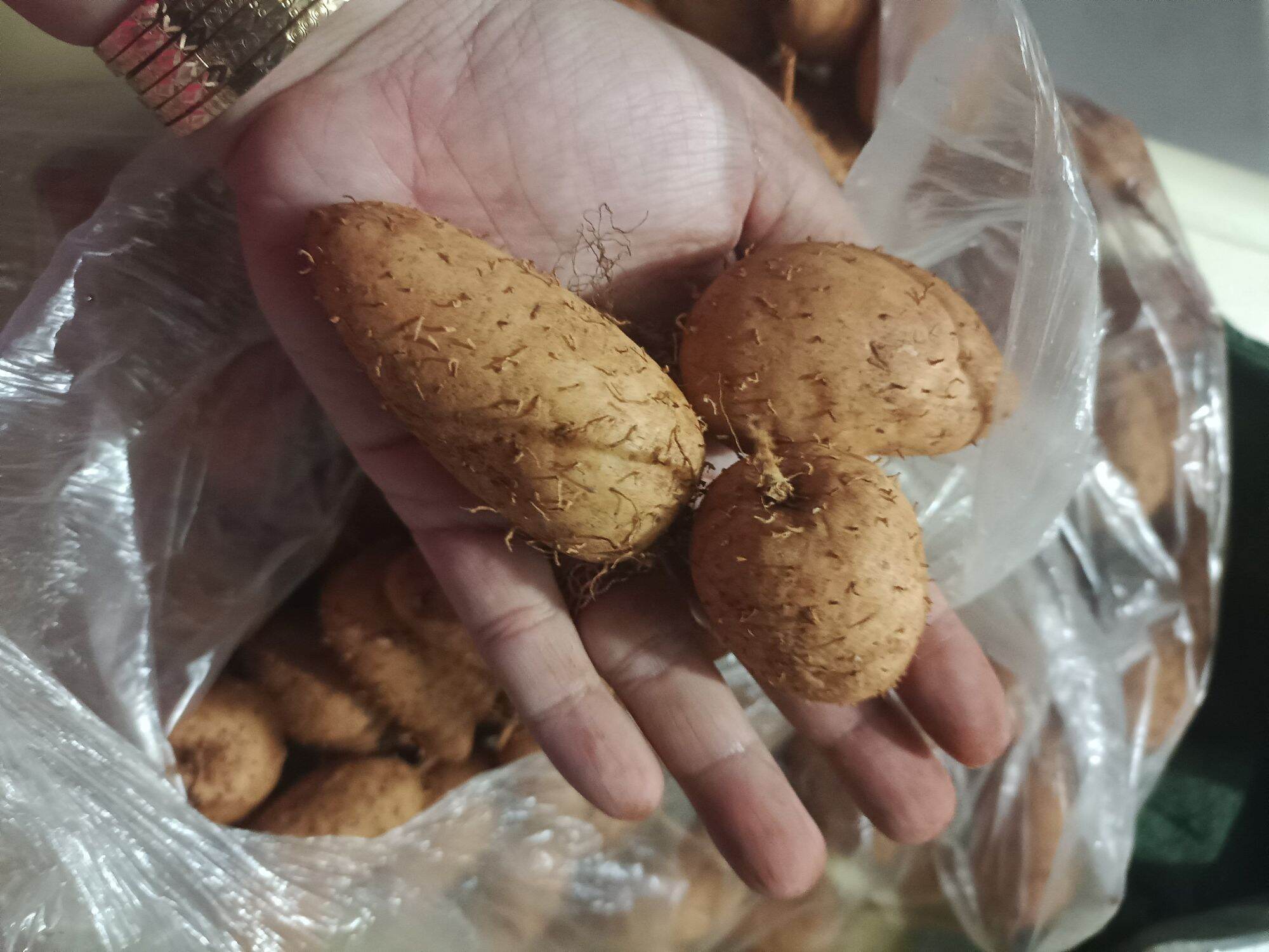 2kg củ lùn size to cao sản tươi