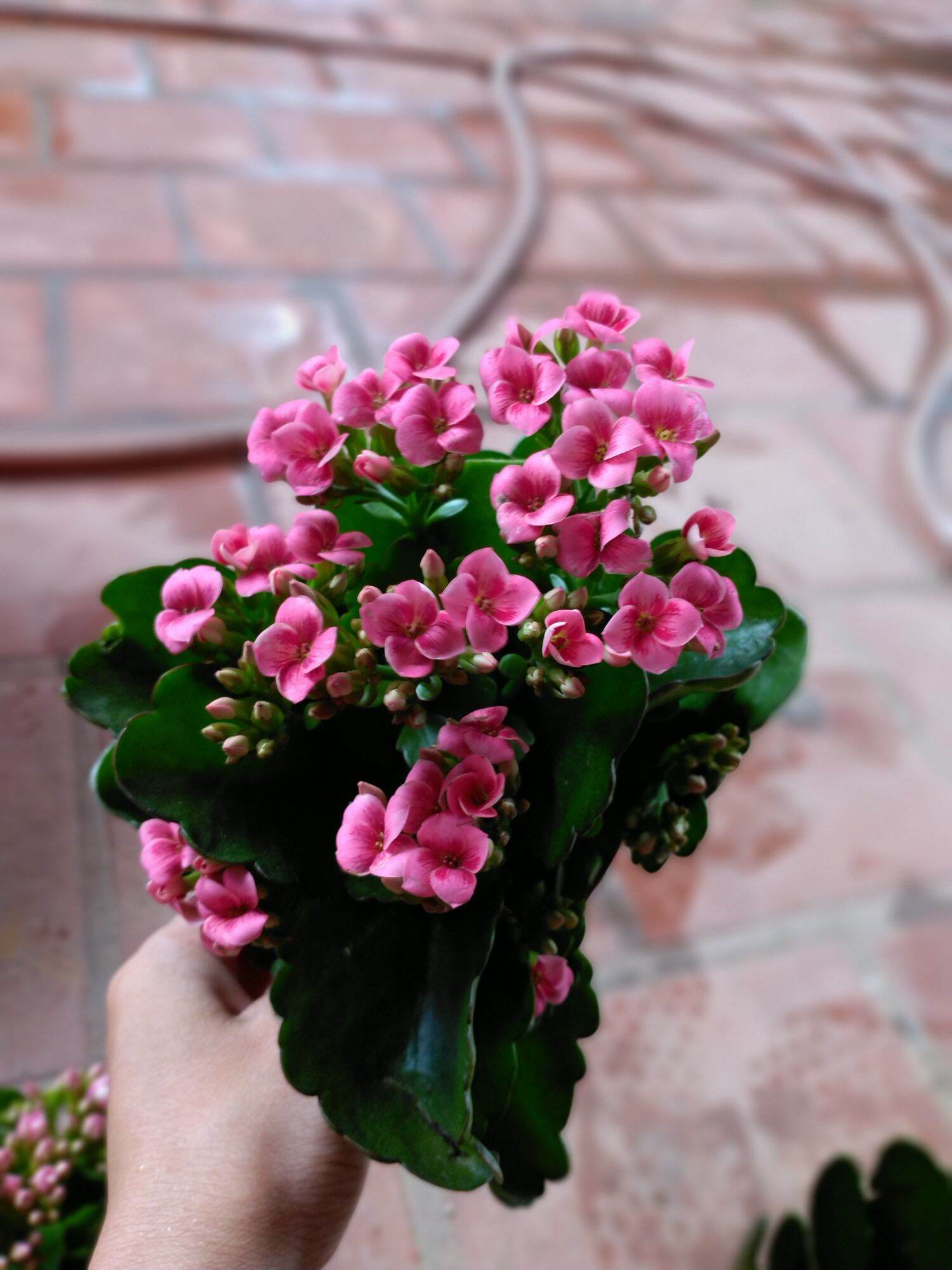 Cây hoa sống đời kép