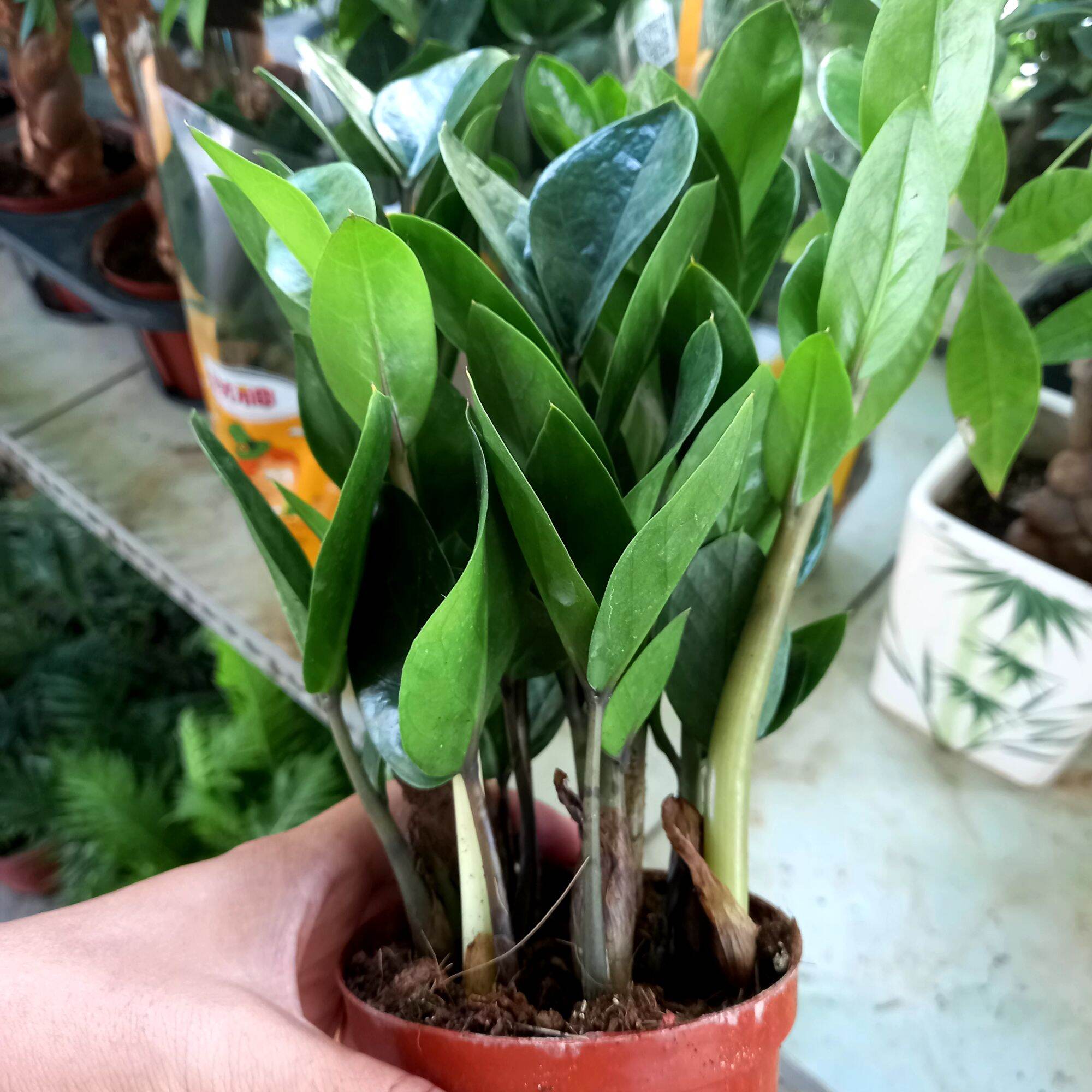 Cây Kim Tiền size để bàn