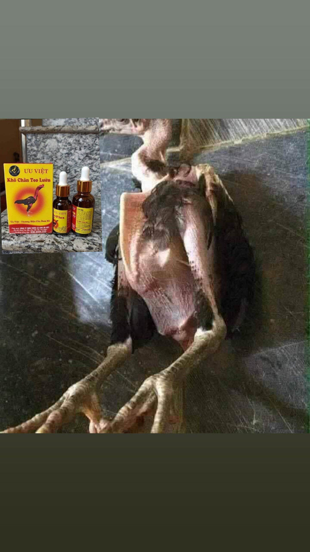 ☘️☘️☘️ KHÔ CHÂN & TEO LƯỜN ☘️☘️☘️  ❌T rị khô chân , teo lườn ❌Gà trắng bạch, tóp lườn, ăn uống khó tiêu hoá