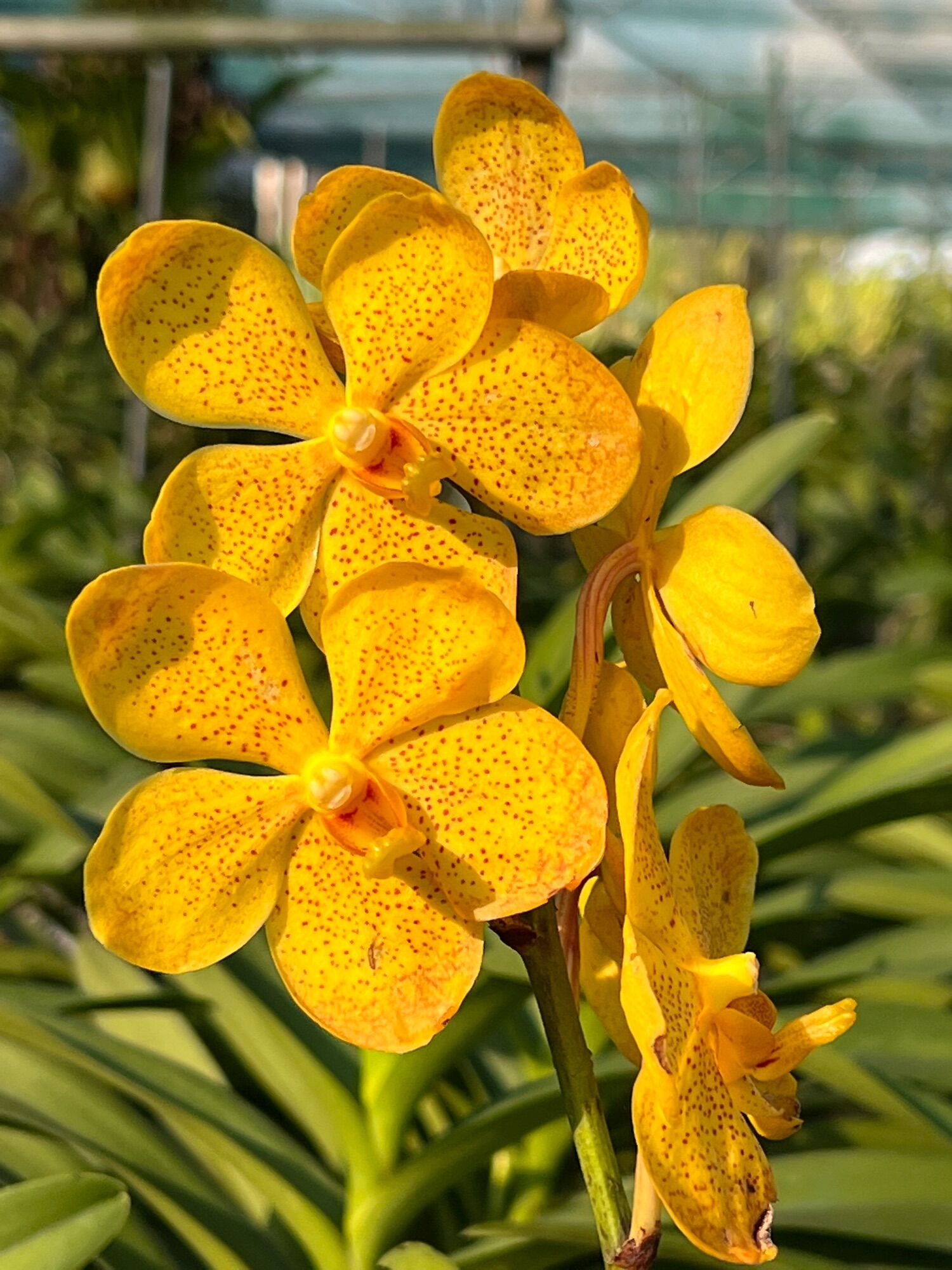 Hoa Lan Vanda lai cây trưởng thành