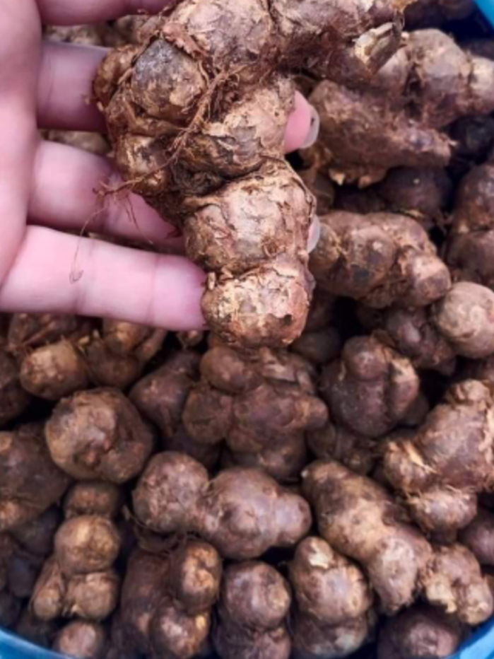 1kg gừng tím tươi (ngải đen) Sìn Hồ - Lai Châu