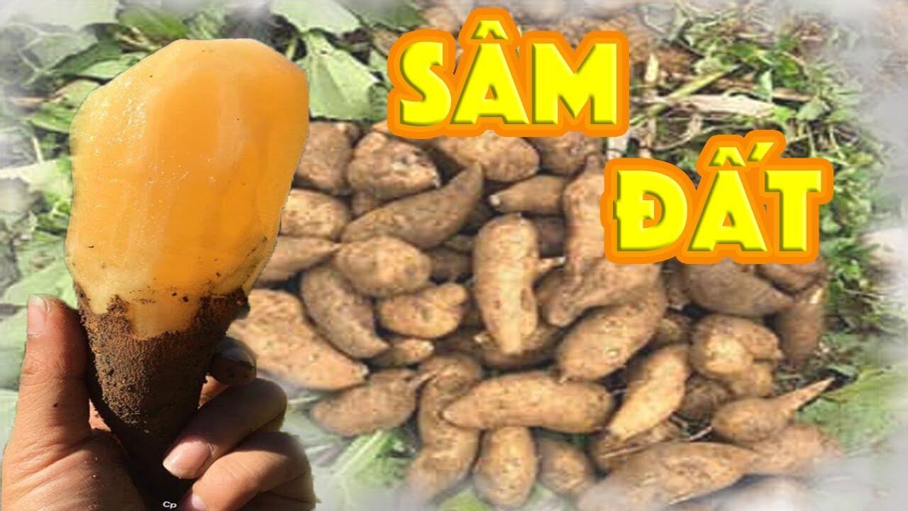 Combo 5kg khoai sâm đất y tý lào cai ngọt giòn