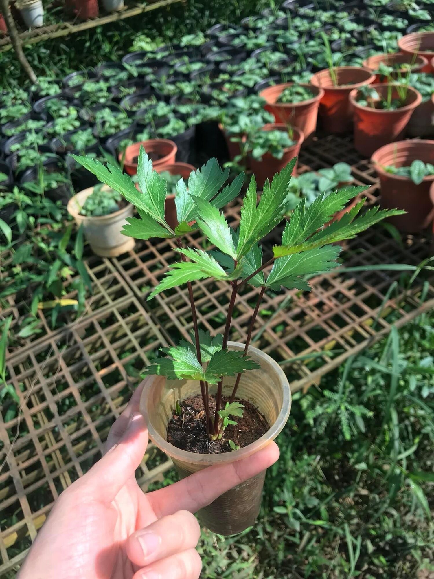 Cây giống sâm đương quy