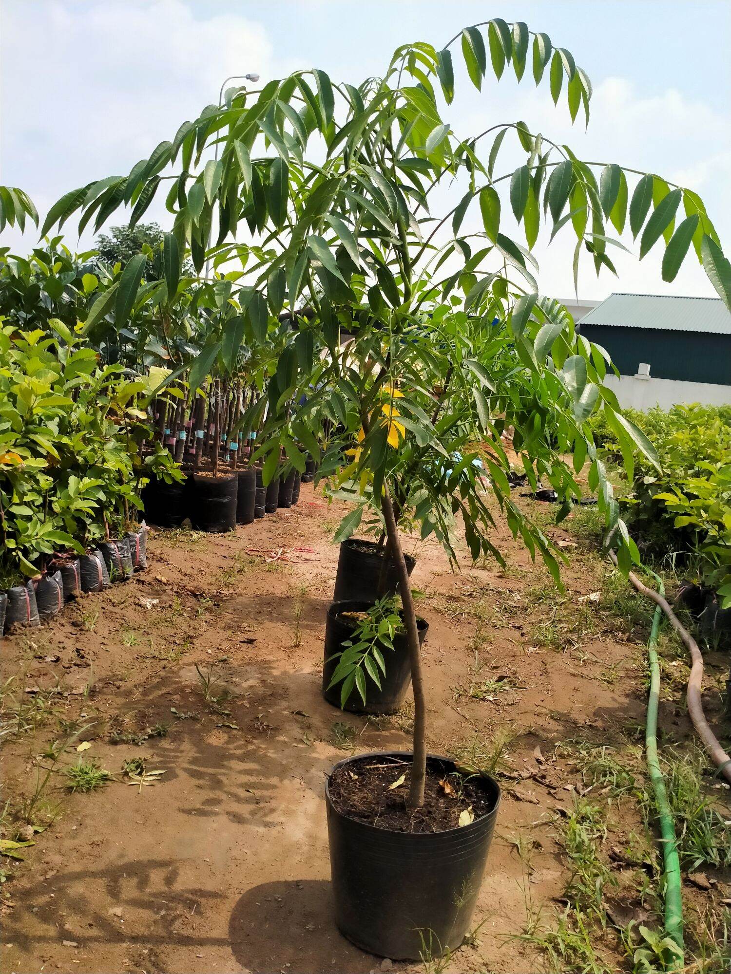 CÂY GIỐNG CÓC THÁI LÙN ĐANG CHO HOA