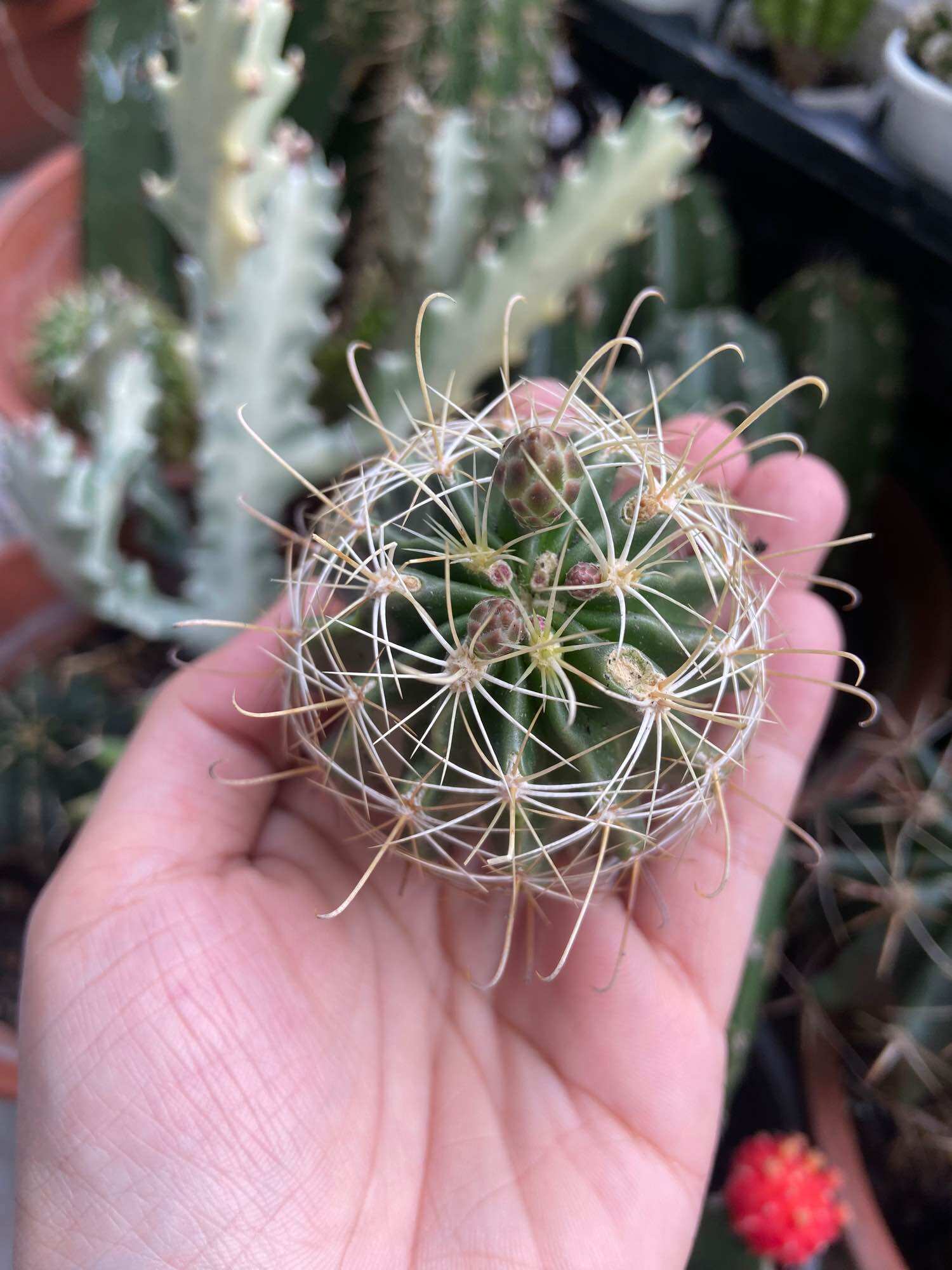 [Hcm]Hamato Cactus with Golden Flowers