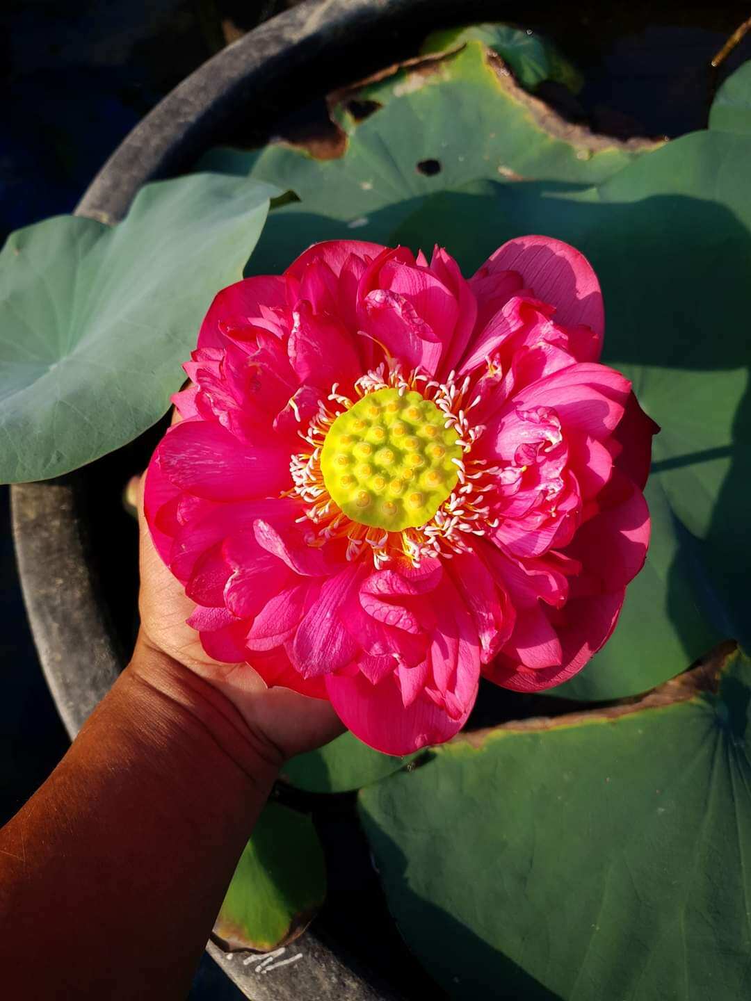 combo 15 củ sen ngẫu nhiên