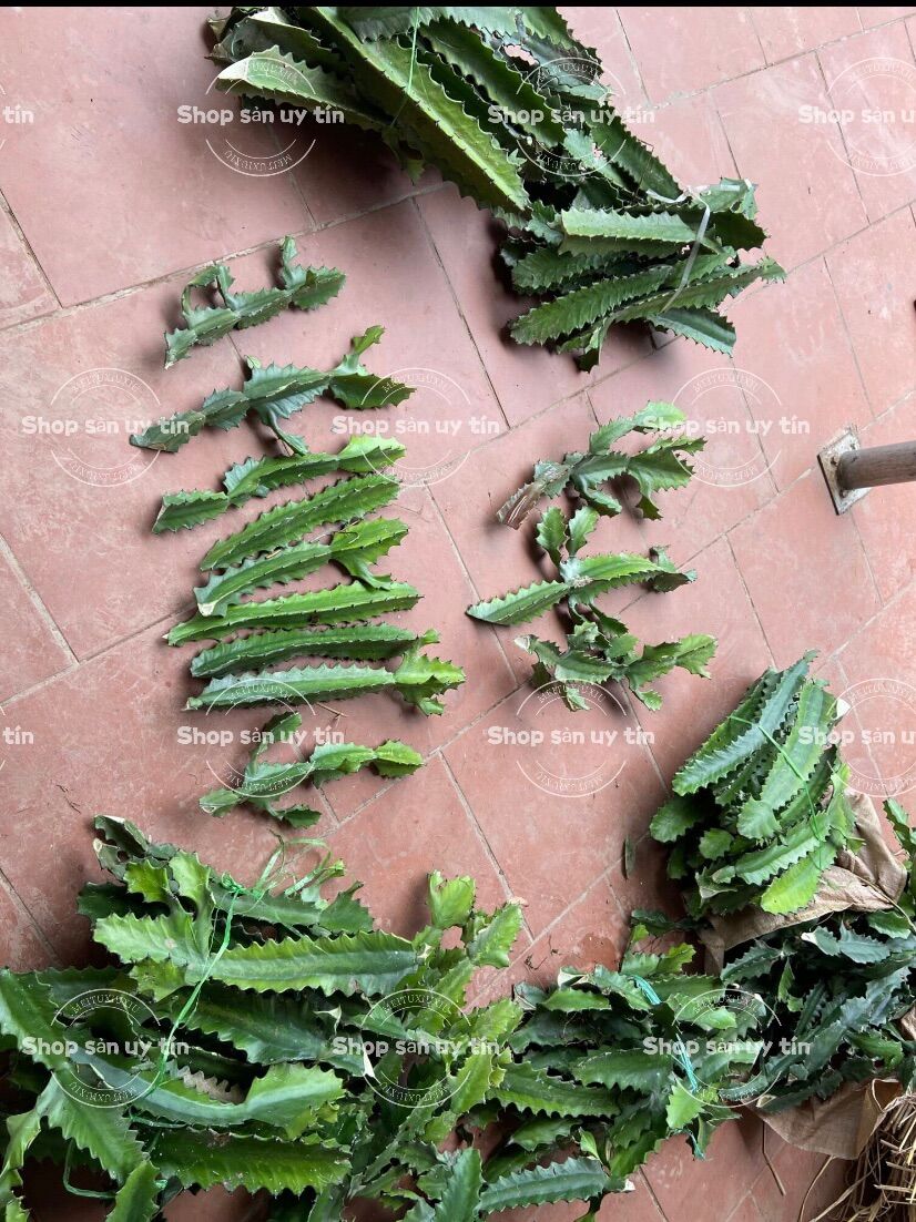 Xương rồng ba cạnh ( 1 thân)