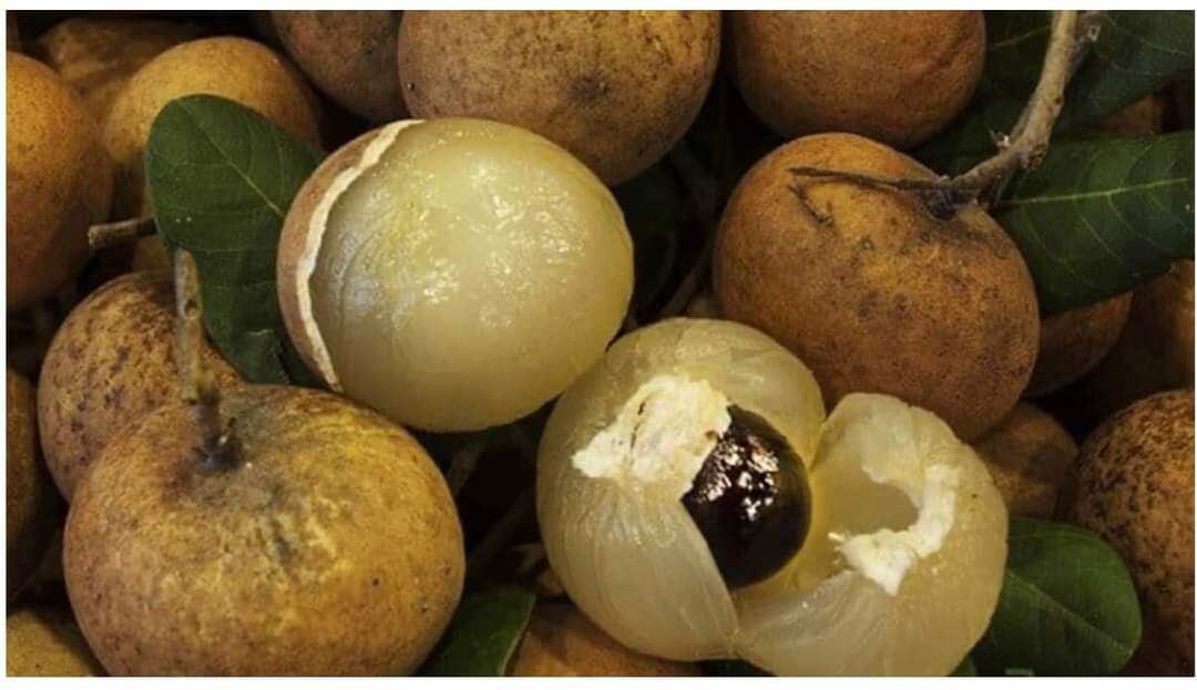 CÂY GIỐNG NHÃN XUỒNG CƠM DÀY