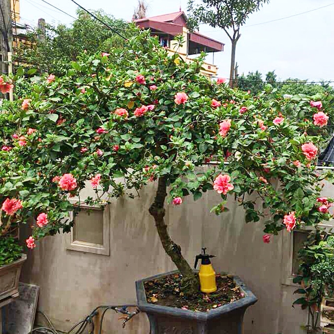 phôi hoa dâm bụt bonsai(10 năm tuổi)