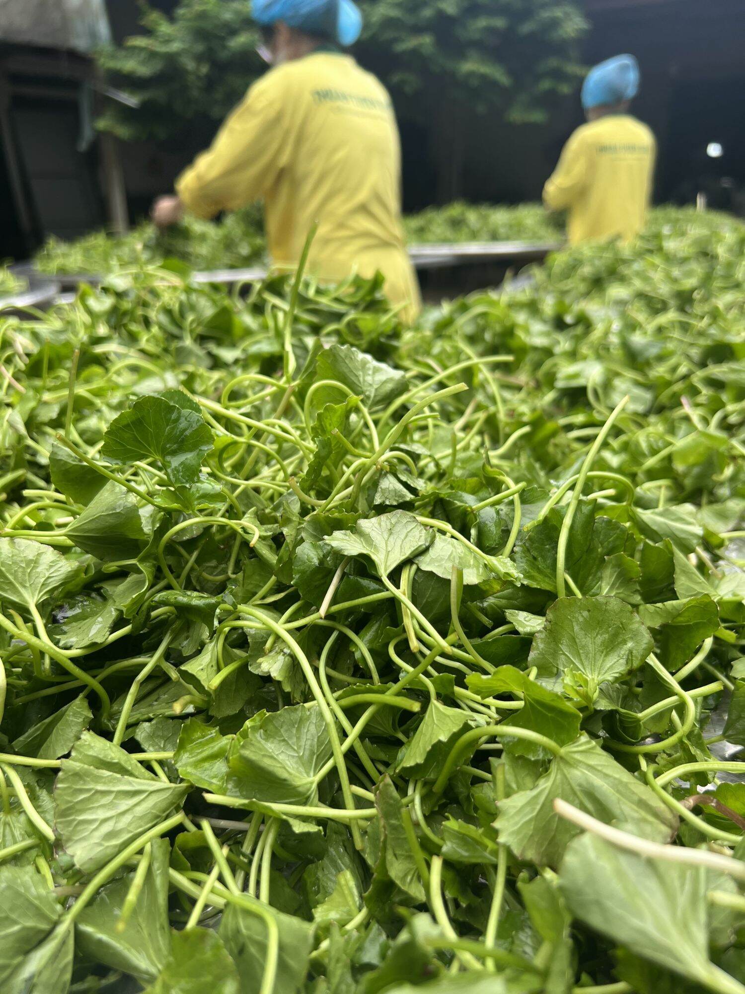 BỘT RAU MÁ ĐẬU XANH THUẬN THIÊN 1KG