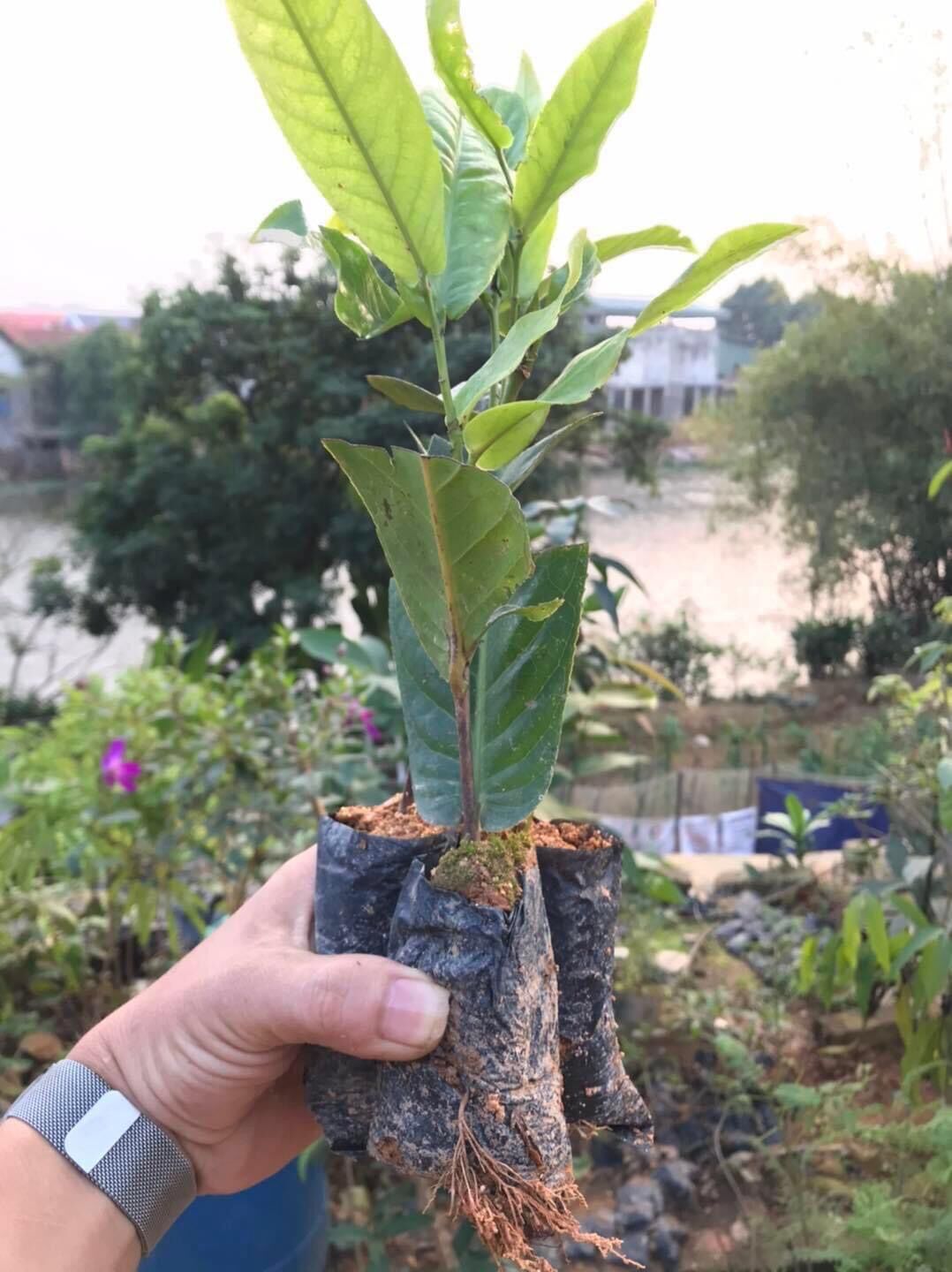 Cây giống hoa Hải đường