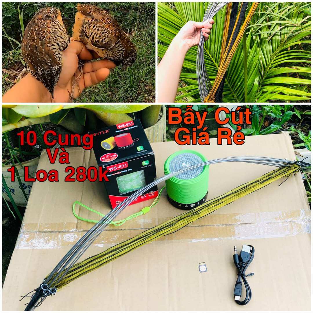 Combo bẫy cút