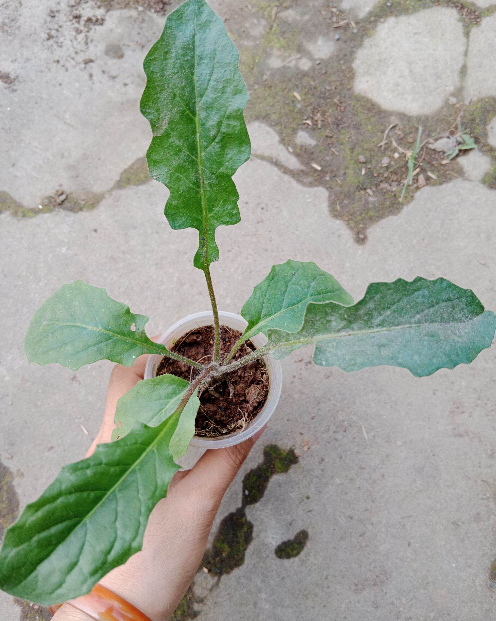 Cúc đồng tiền vàng nhụy đen