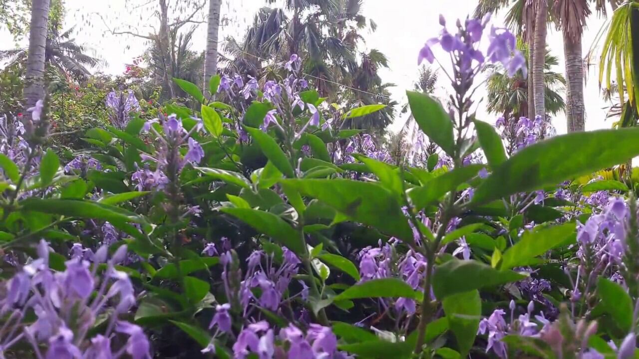 Cây hoa trà hoa nữ