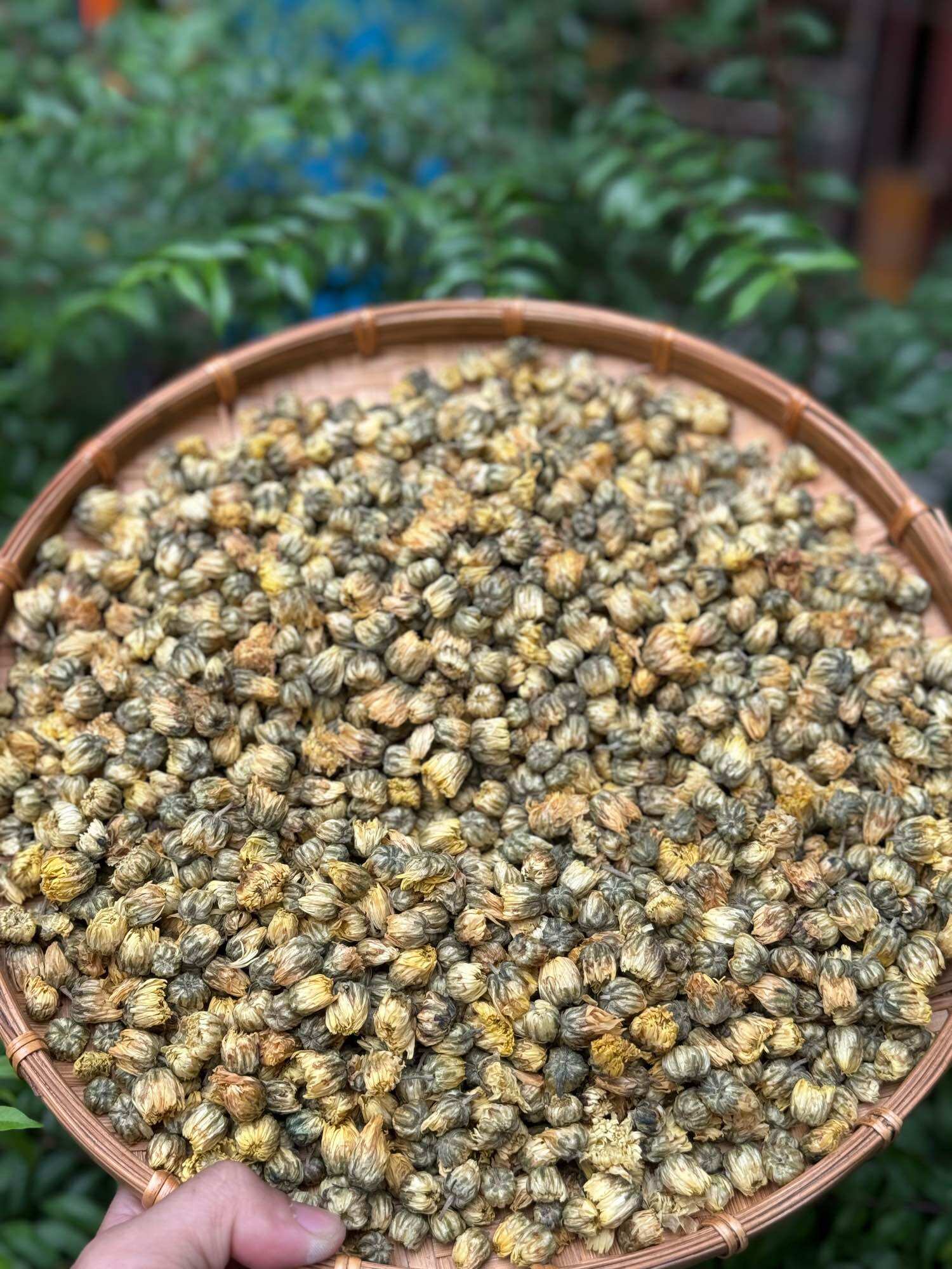 hoa cúc kim cương khô đà lạt 100gram ( trà hoa cúc nụ)