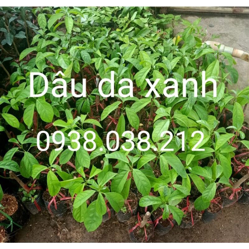 CÂY GIỐNG DÂU DA XANH / CÂY DÂU DA XANH