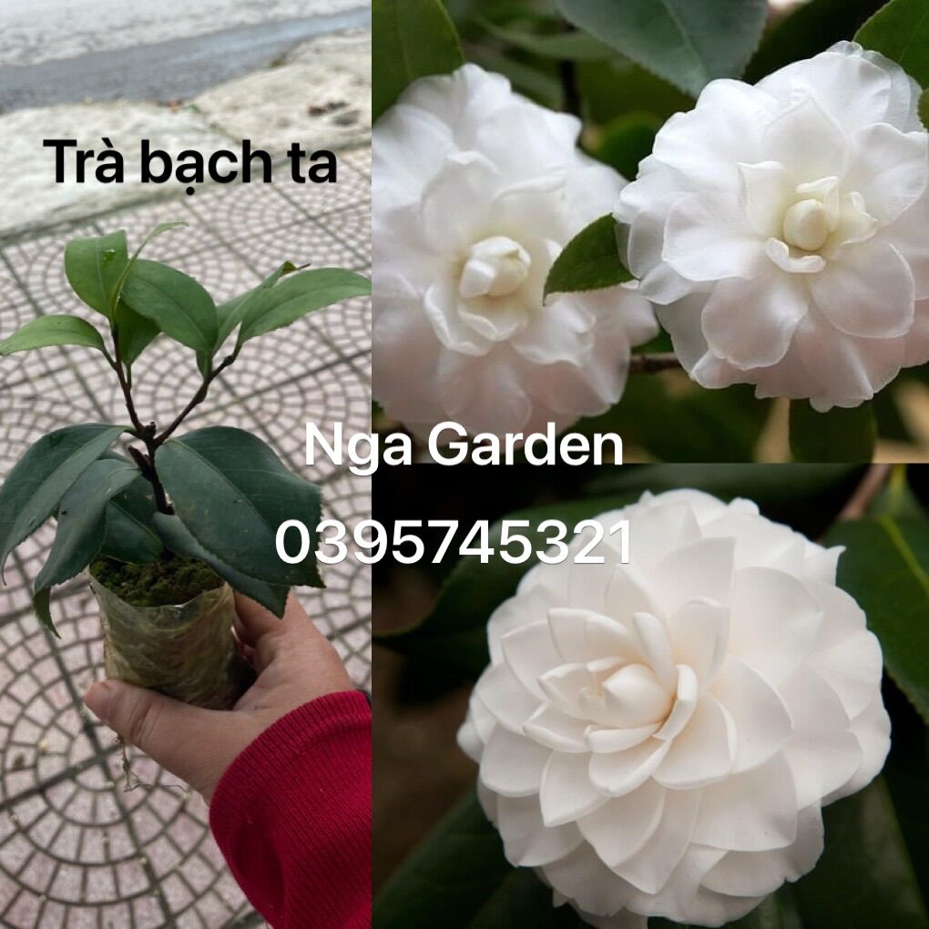 2 Cây hoa trà my trà bạch ta trà trắng giống