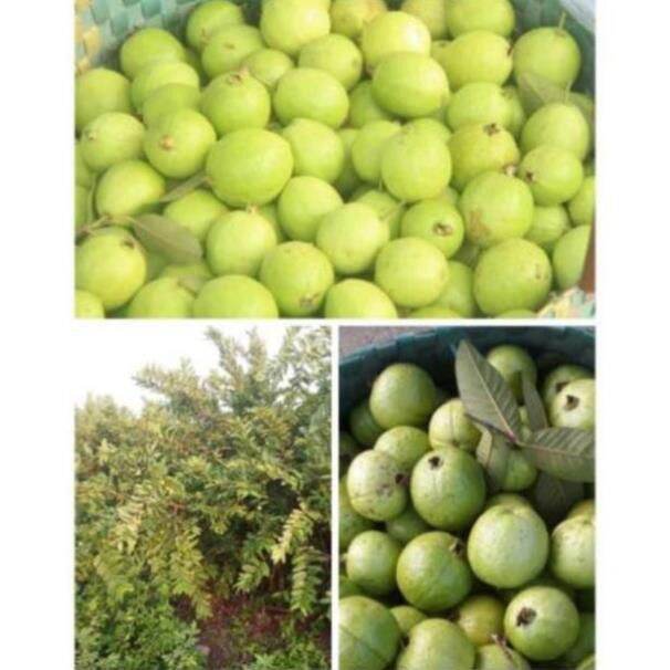 Cây giống ổi găng đông dư , cây đẹp, giống chuẩn