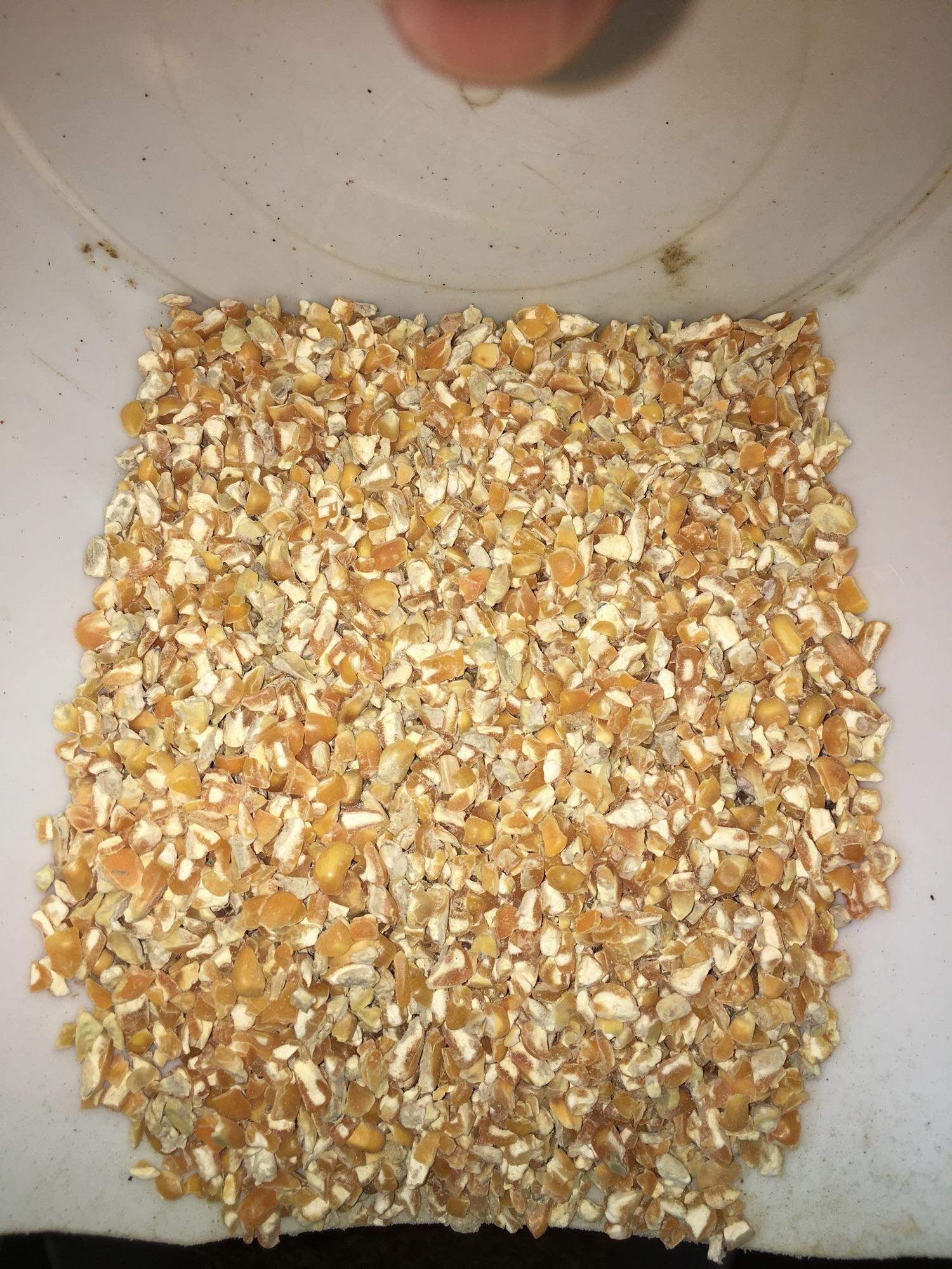 Bắp xây thực phẩm dùng cho heo gà vịt ngỗng  gia cầm ăn 500g/gói