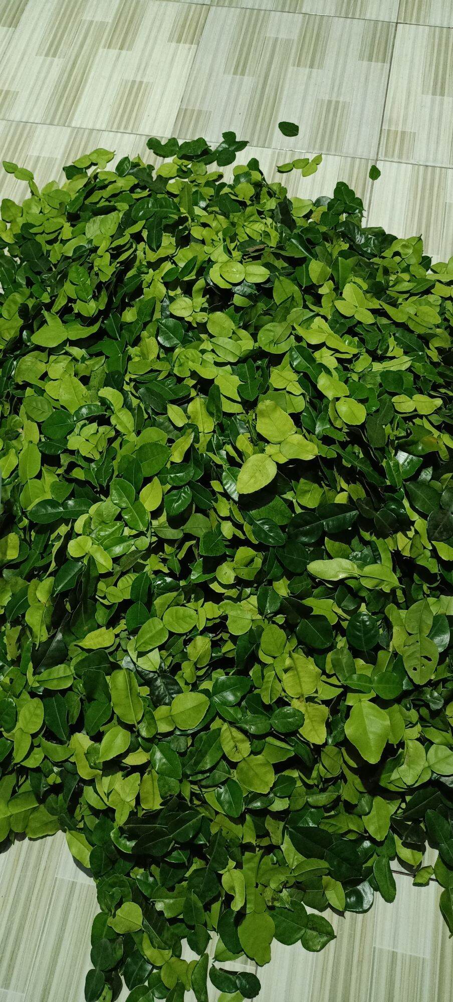 Lá chúc tươi 1kg lá chanh thái