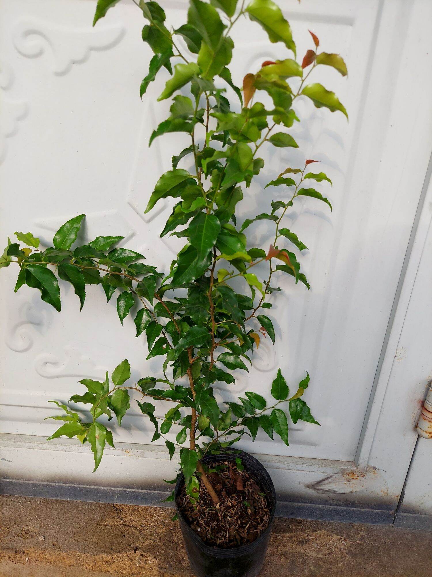 Chậu cây hồng quân 8 tháng tuổi