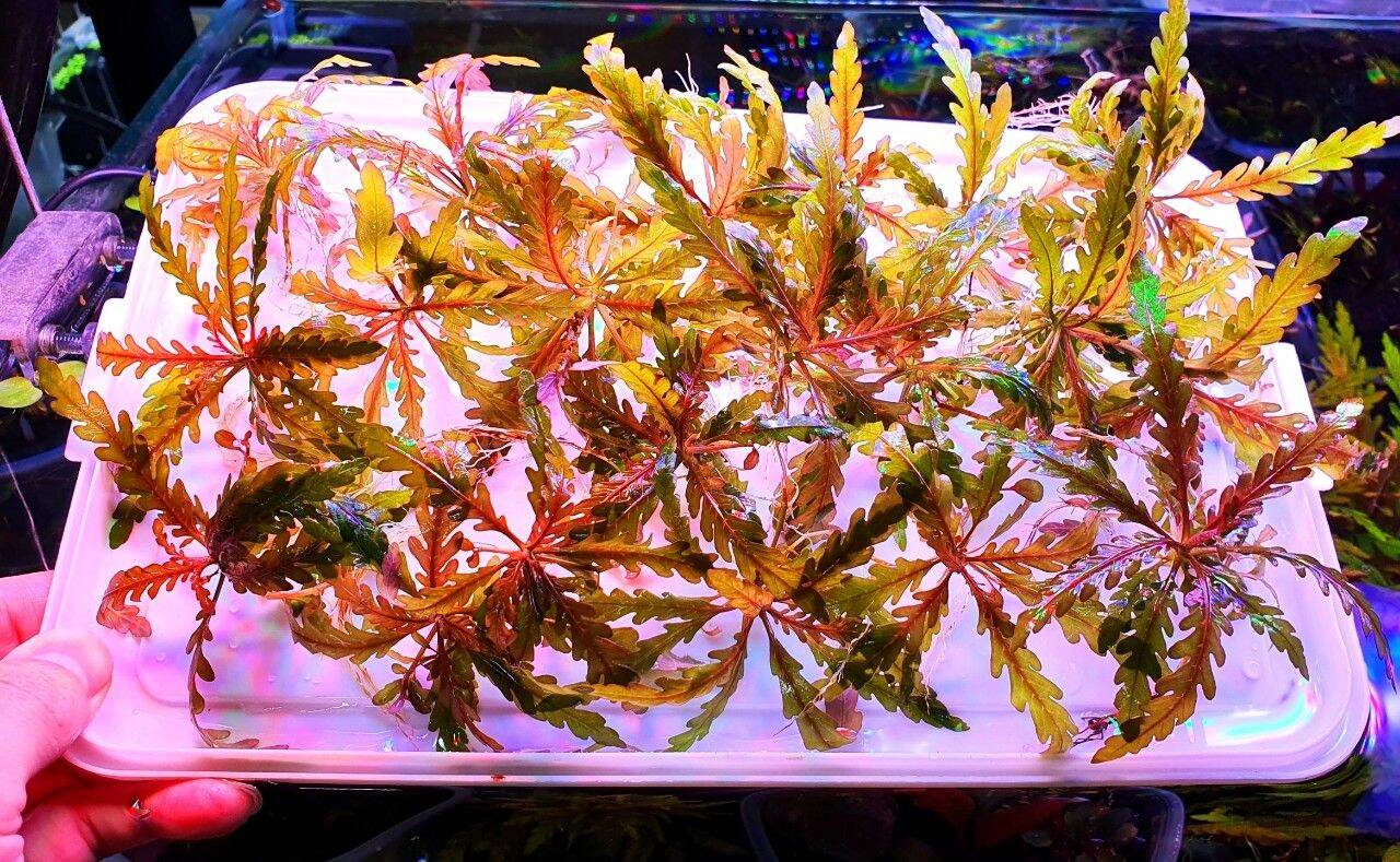 Combo 5 ngọn liễu răng cưa lá nước - cây thủy sinh