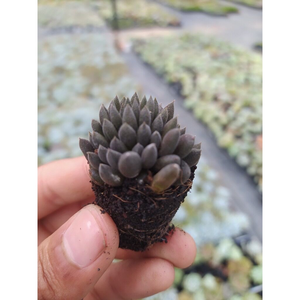 SEN ĐÁ NHÍM ĐEN SIZE MINI KHOẺ ĐẸP LỖI 1 ĐỔI 1