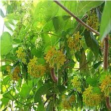 Cây hoa thiên lý giống