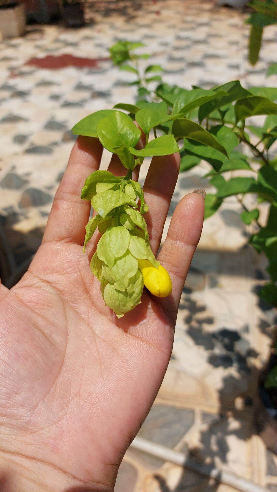 Hoa huyền trân công chúa