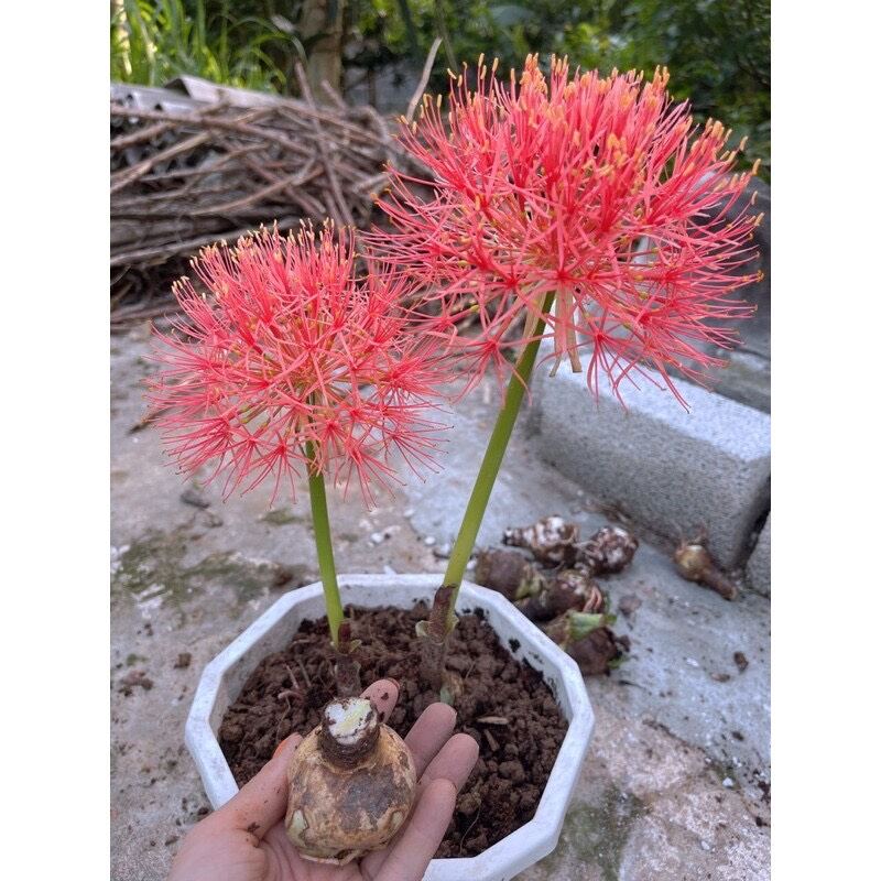 củ hoa Hồng tú cầu