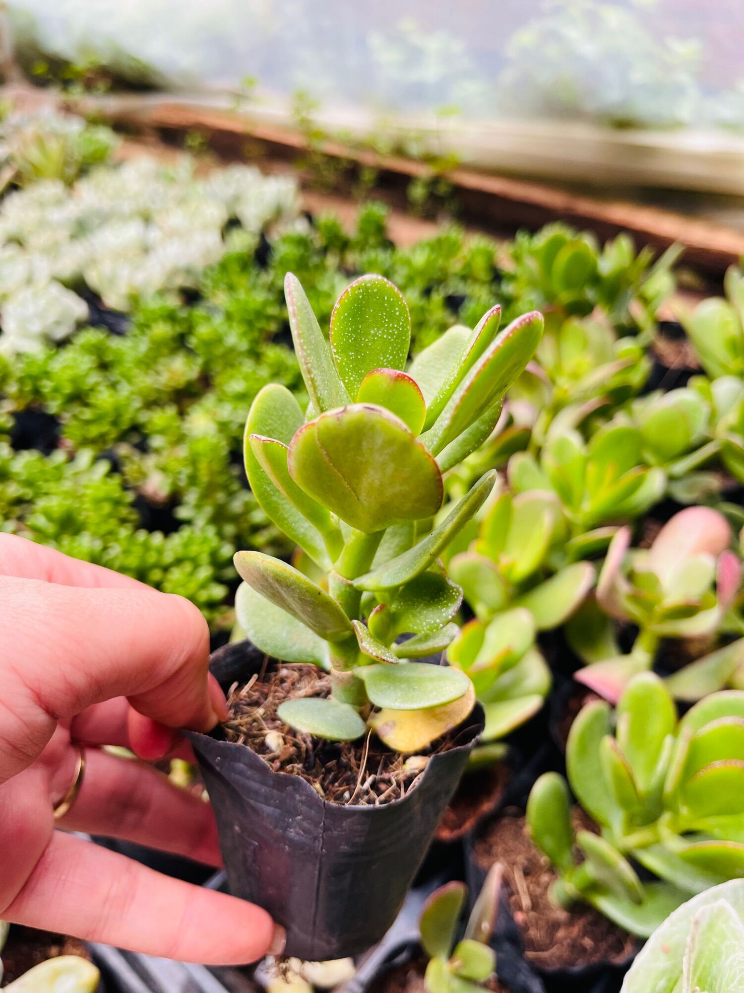 Sen đá thạch bích size bầu 3-5 cm xuất vườn đà Lạt