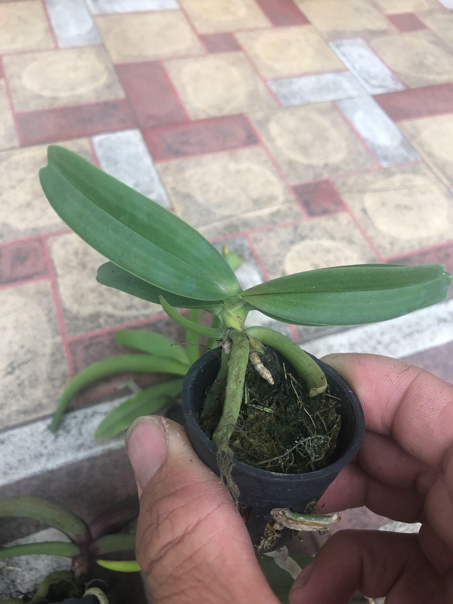 Ngọc điểm giống 60k/2 cây