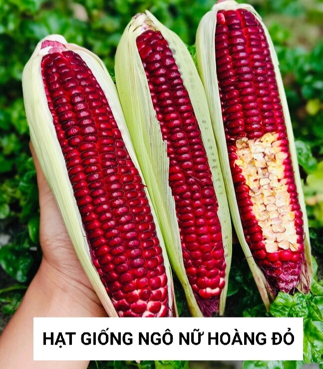 Hạt giống ngô, bắp đỏ, bắp nữ hoàng đỏ túi 20g