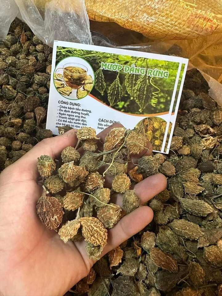KHỔ QUA RỪNG( MƯỚP ĐẮNG RỪNG) NGUYÊN QUẢ