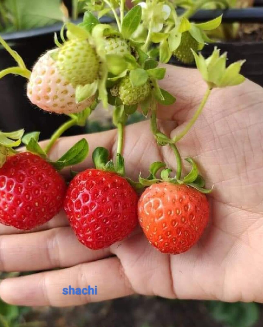 Combo 10 cây mô vỉ dâu Nhật SHACHI
