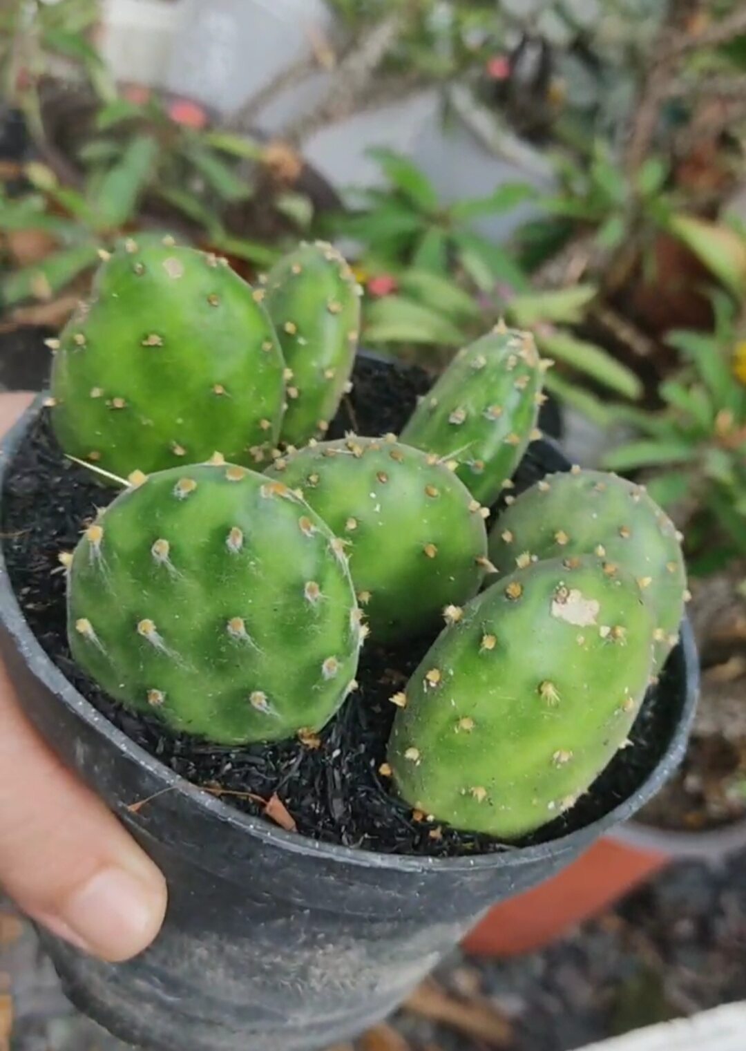 Chậu xương rồng tai thỏ mập, hoa vàng - Opuntia Decumbens