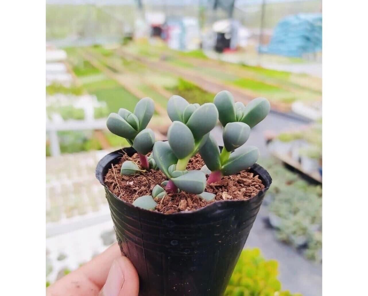 Sen lá tim cute size bầu
