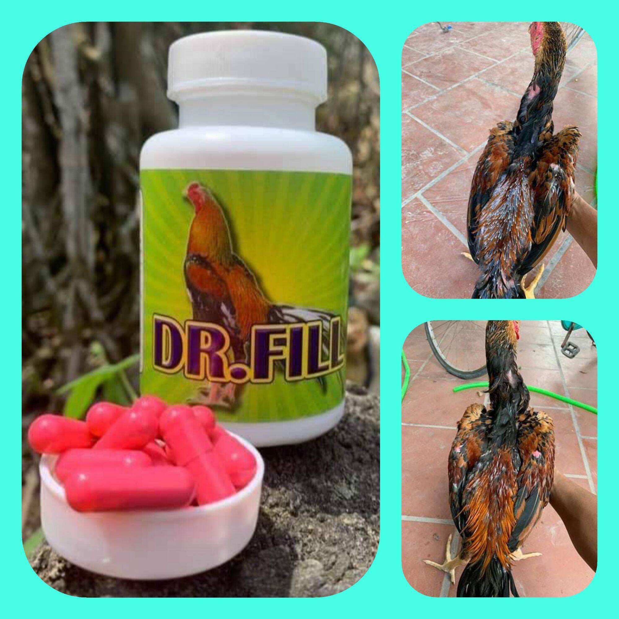 Kích nhanh mọc lông cho gà đá DR. FILL [ lọ 50 VIÊN ] -----kích thích quá trình thay lông diễn ra nhanh , lông mới cứng cáp , bóng khỏe.